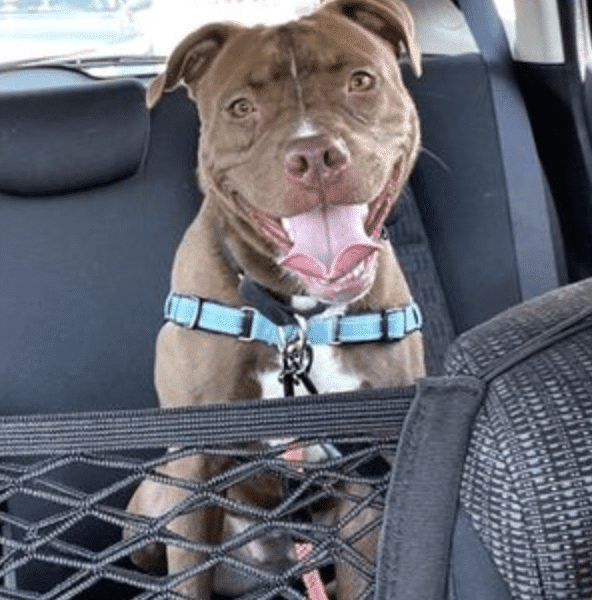 MIssy is a light brown terrier mixed breed available for adoption through the Humane Rescue Alliance in Washington, D.C. Here she is staring at the camera with a big smile in the back seat of a car with a turquoise colored harness